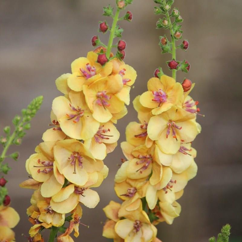 Mullein Clementine in the GardenTags plant encyclopedia