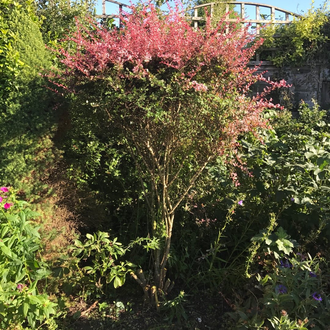 Japanese Barberry Harlequin in the GardenTags plant encyclopedia