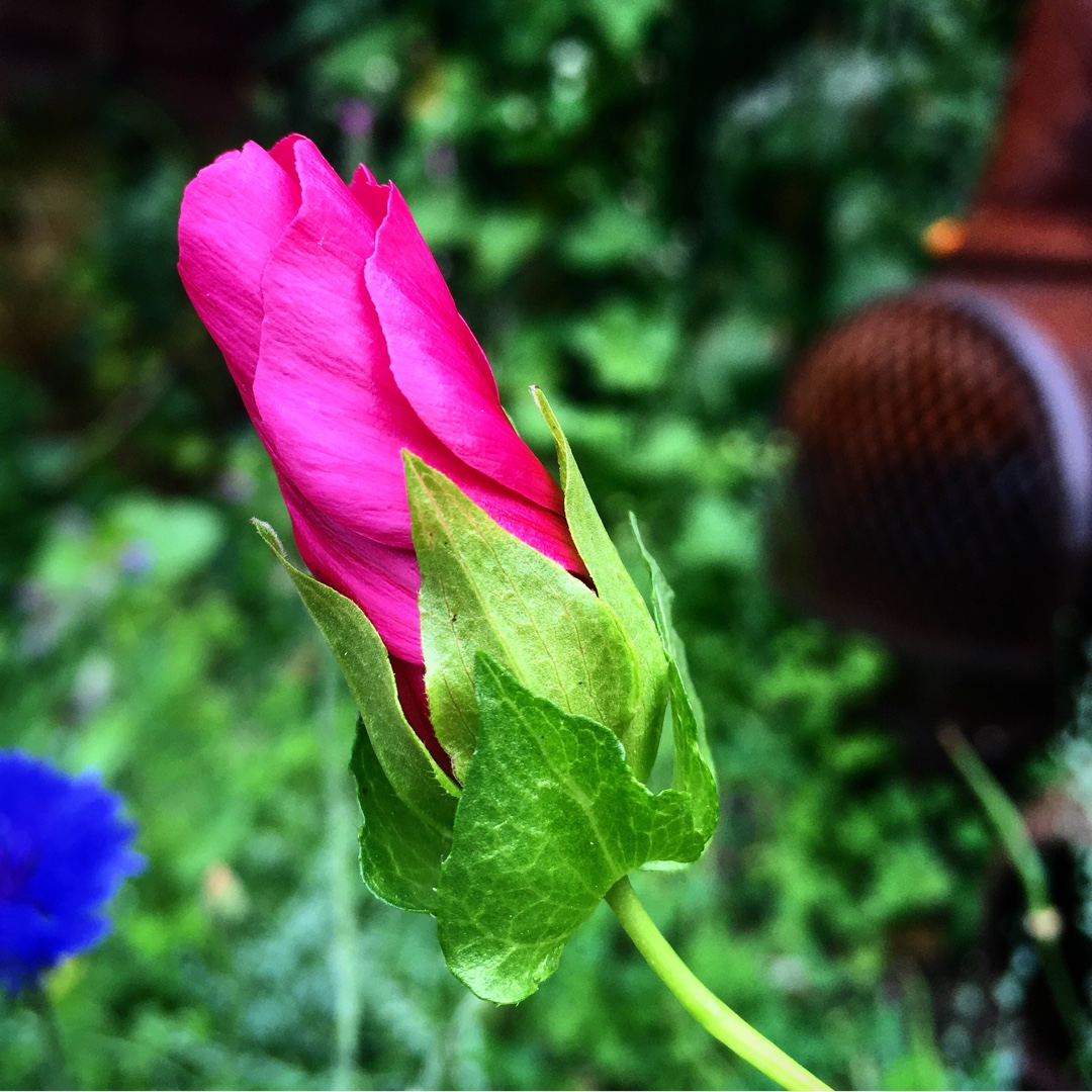 Low Mallow in the GardenTags plant encyclopedia