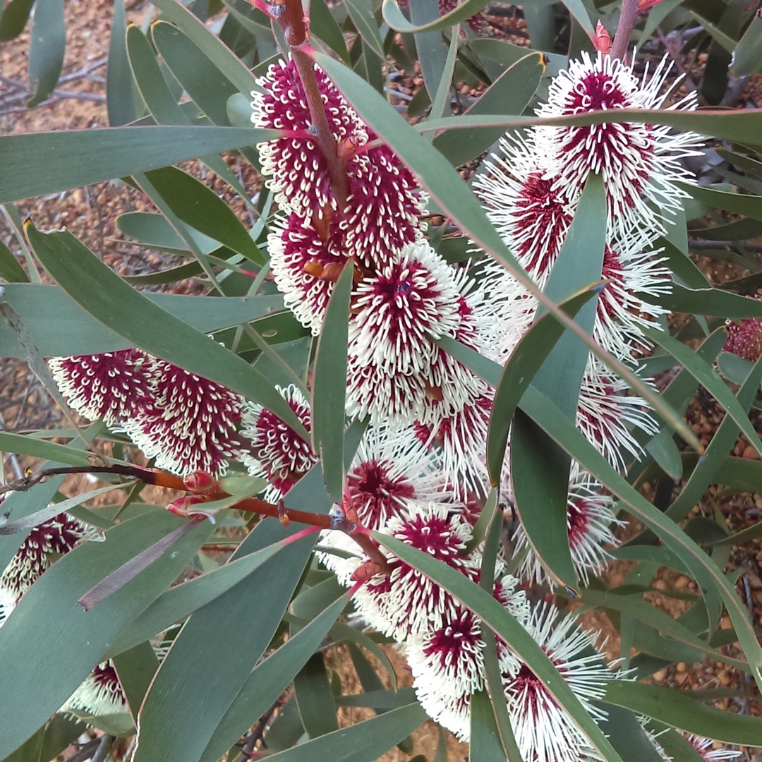 Grass-leaf Hakea in the GardenTags plant encyclopedia