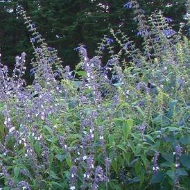 Salvia Phyllis Fancy in the GardenTags plant encyclopedia