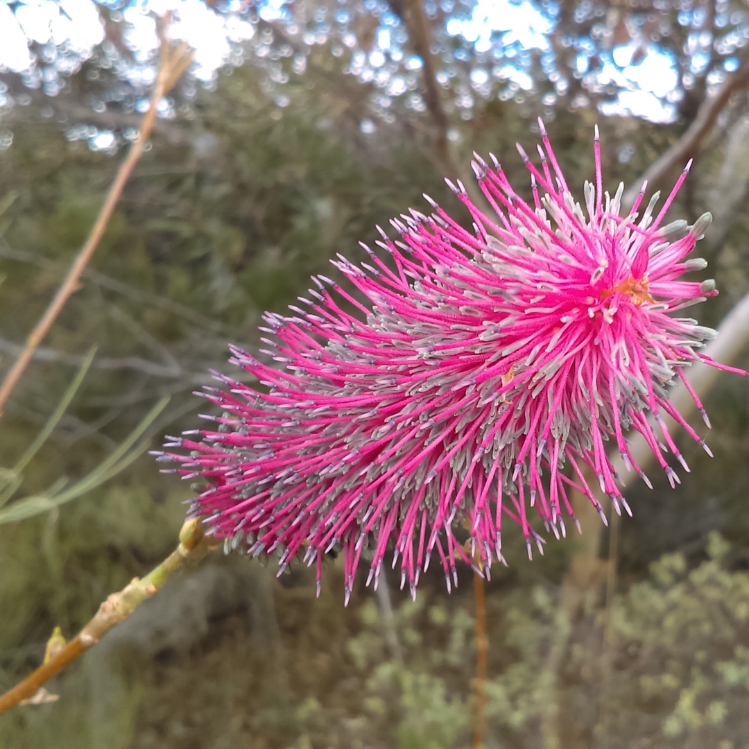 Pink Pokers in the GardenTags plant encyclopedia