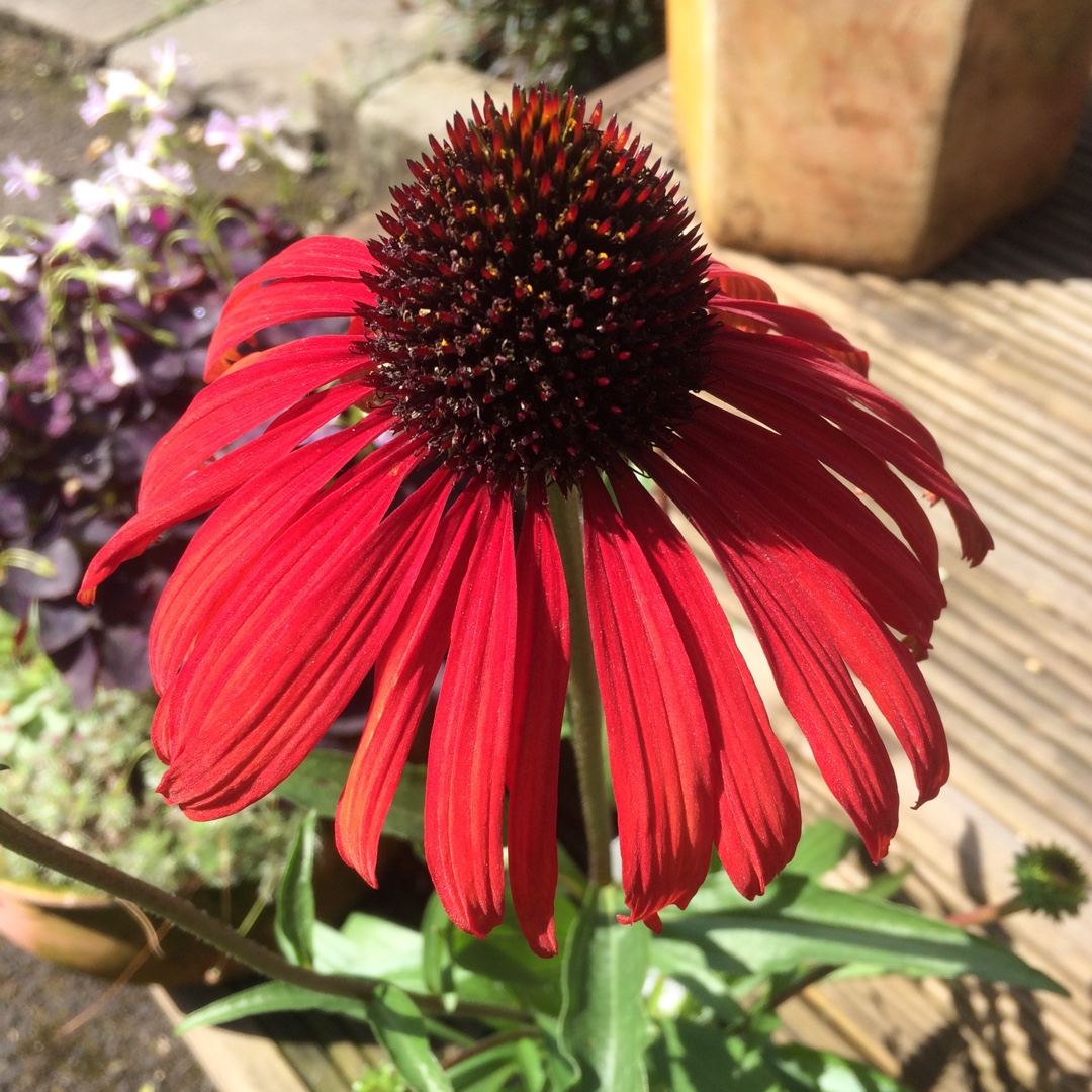 Coneflower Postman in the GardenTags plant encyclopedia