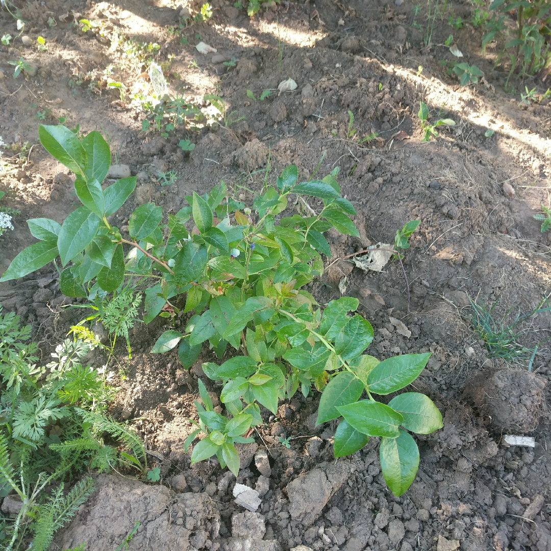 Blueberry Spartan in the GardenTags plant encyclopedia