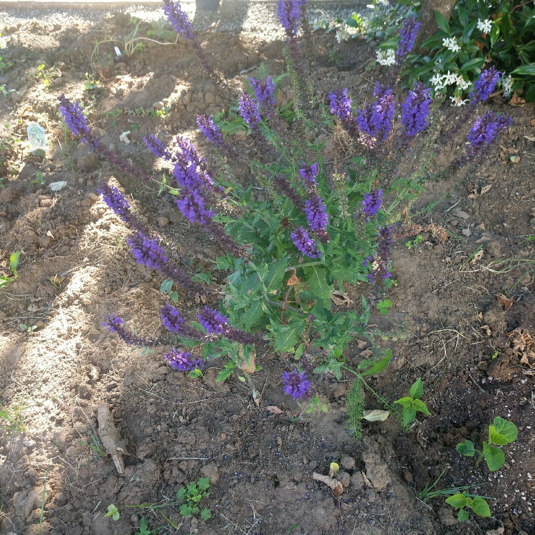 Salvia Lyrical Blues in the GardenTags plant encyclopedia