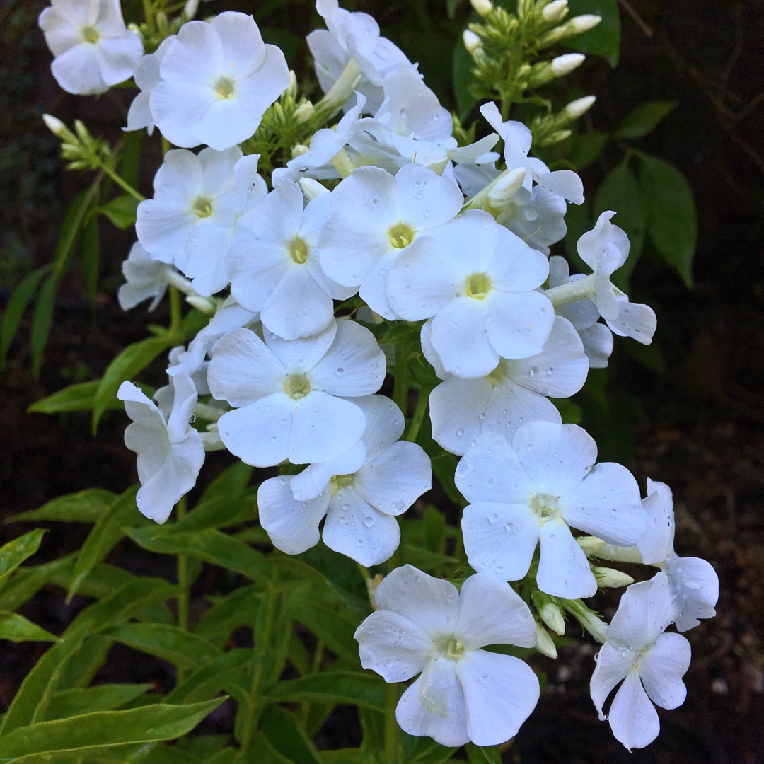 Phlox Peacock White in the GardenTags plant encyclopedia