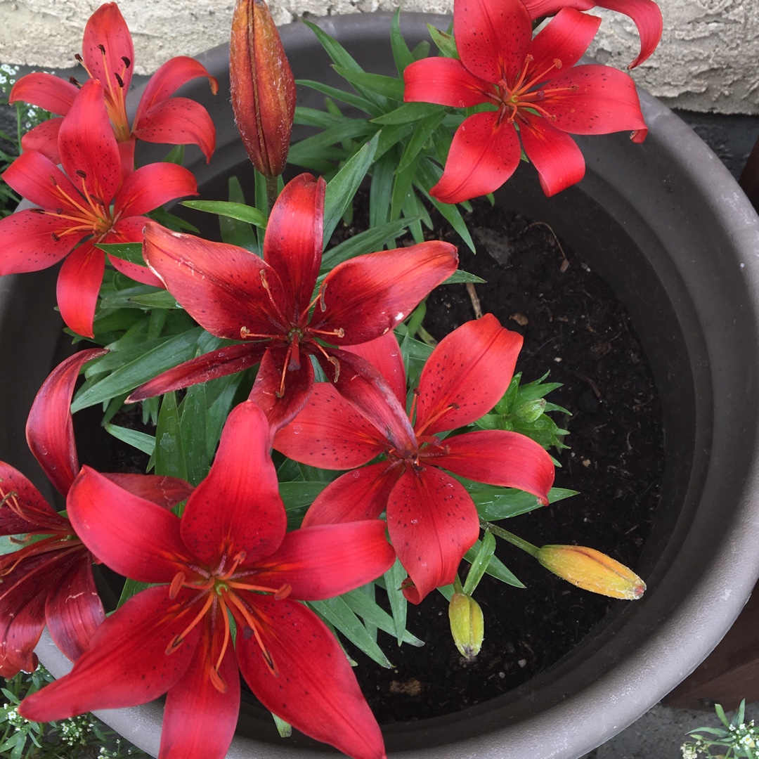 Lily (Species) Tiger Lily in the GardenTags plant encyclopedia