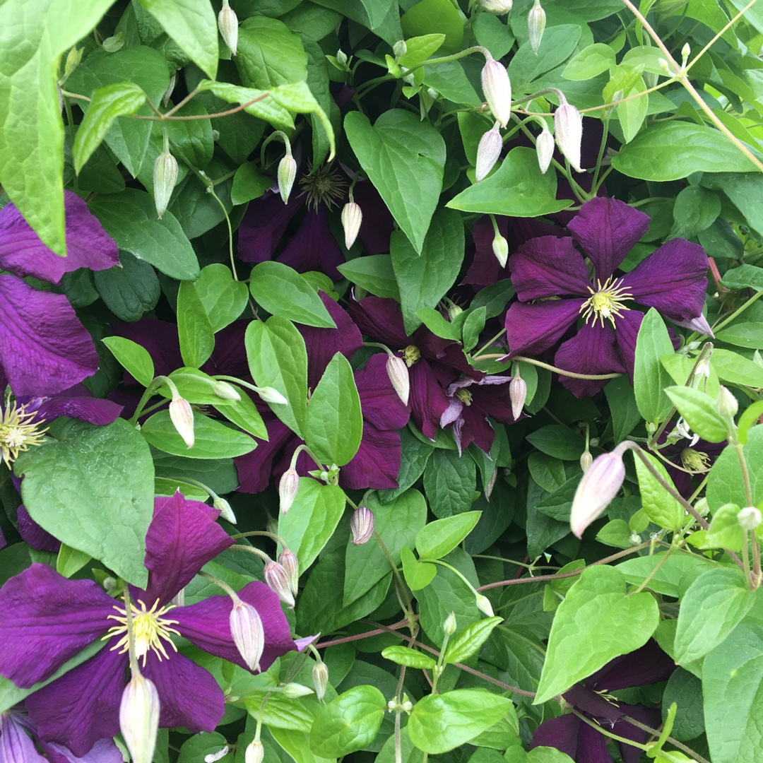 Jackmanii Clematis Purpurea in the GardenTags plant encyclopedia