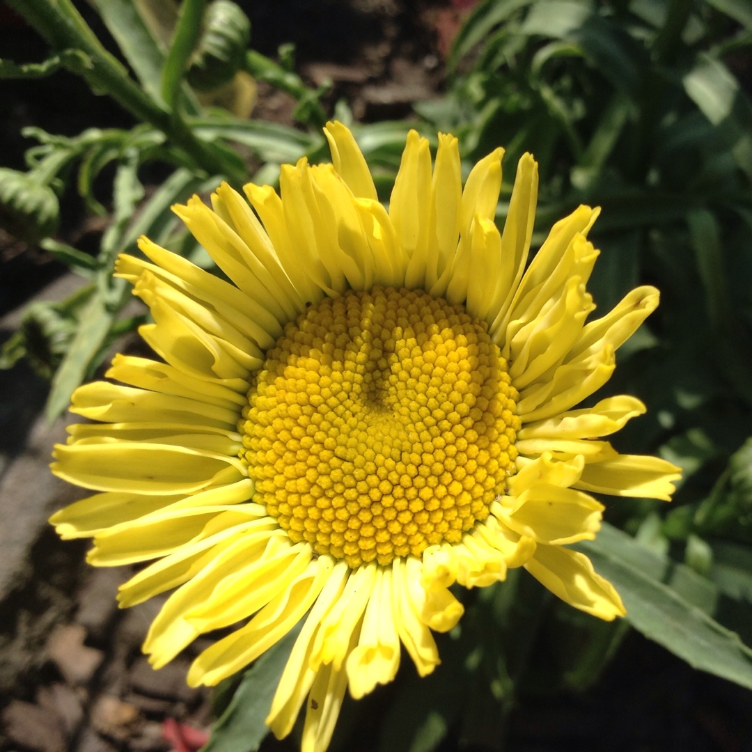 Shasta Daisy Real Sunbeam in the GardenTags plant encyclopedia