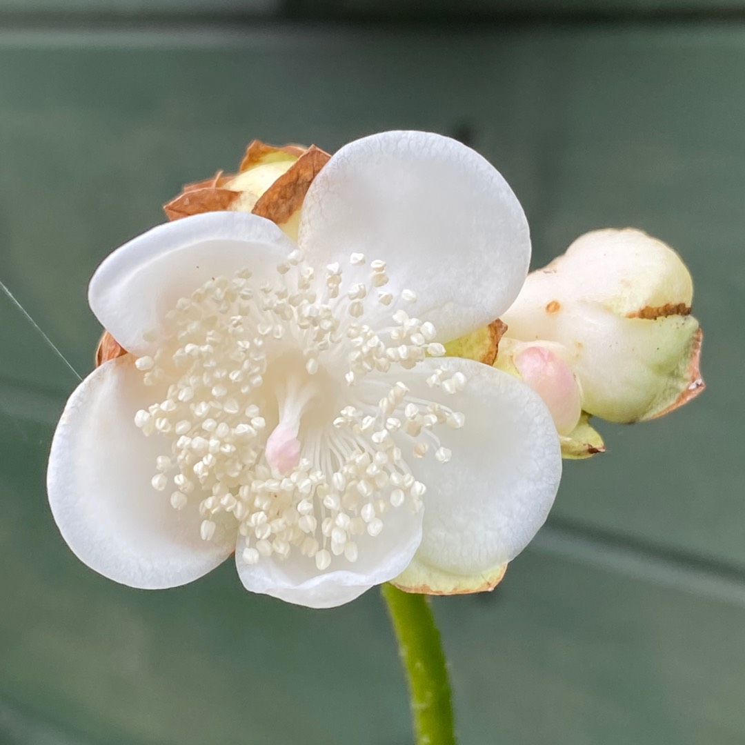 False hydrangea in the GardenTags plant encyclopedia