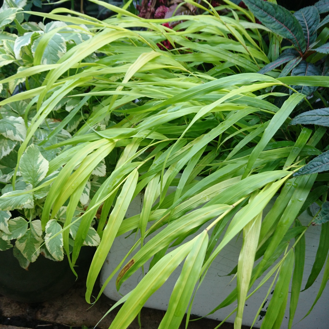 Japanese Forest Grass All Gold in the GardenTags plant encyclopedia