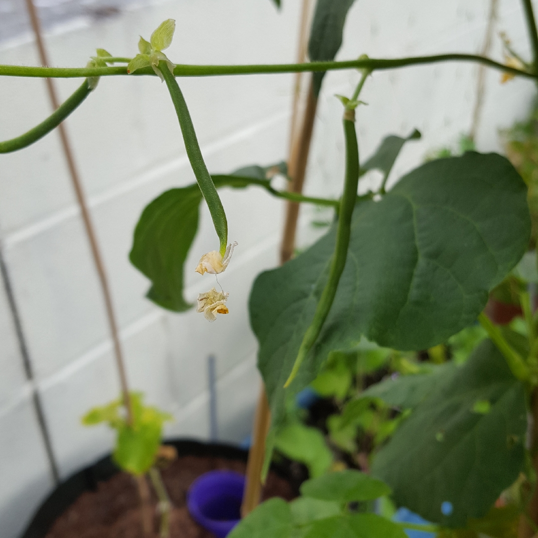 Climbing French Bean Kentucky Wonder in the GardenTags plant encyclopedia