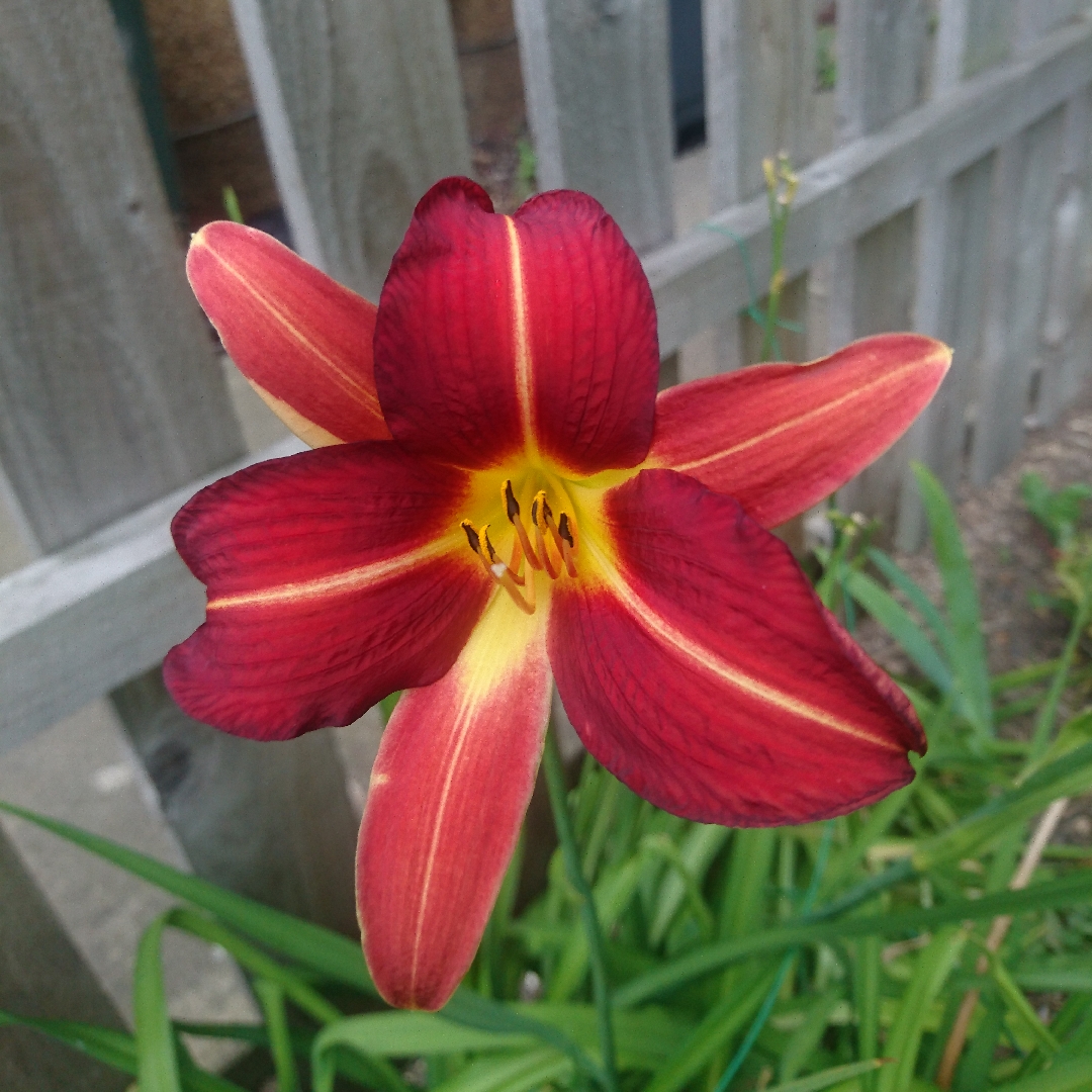 Daylily Purple Waters in the GardenTags plant encyclopedia