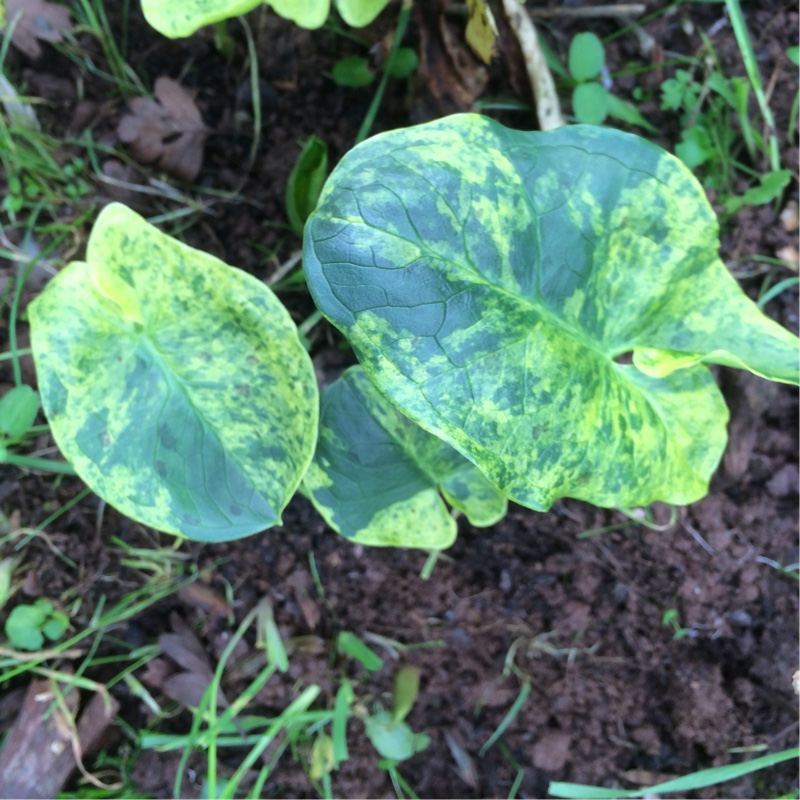 Italian Arum Miss Janay Hall in the GardenTags plant encyclopedia