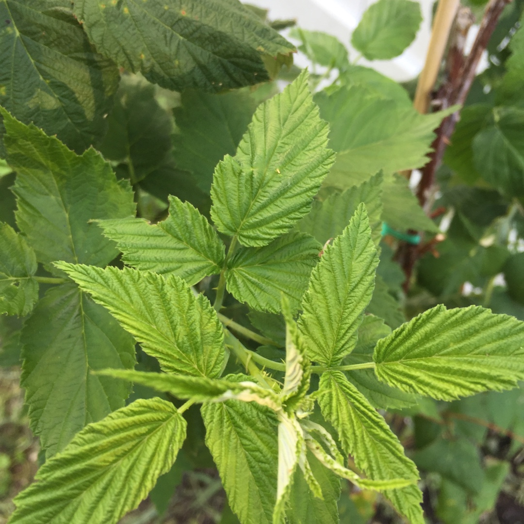 Rubus Idaeus 'Jewel', Raspberry Jewel in GardenTags plant encyclopedia