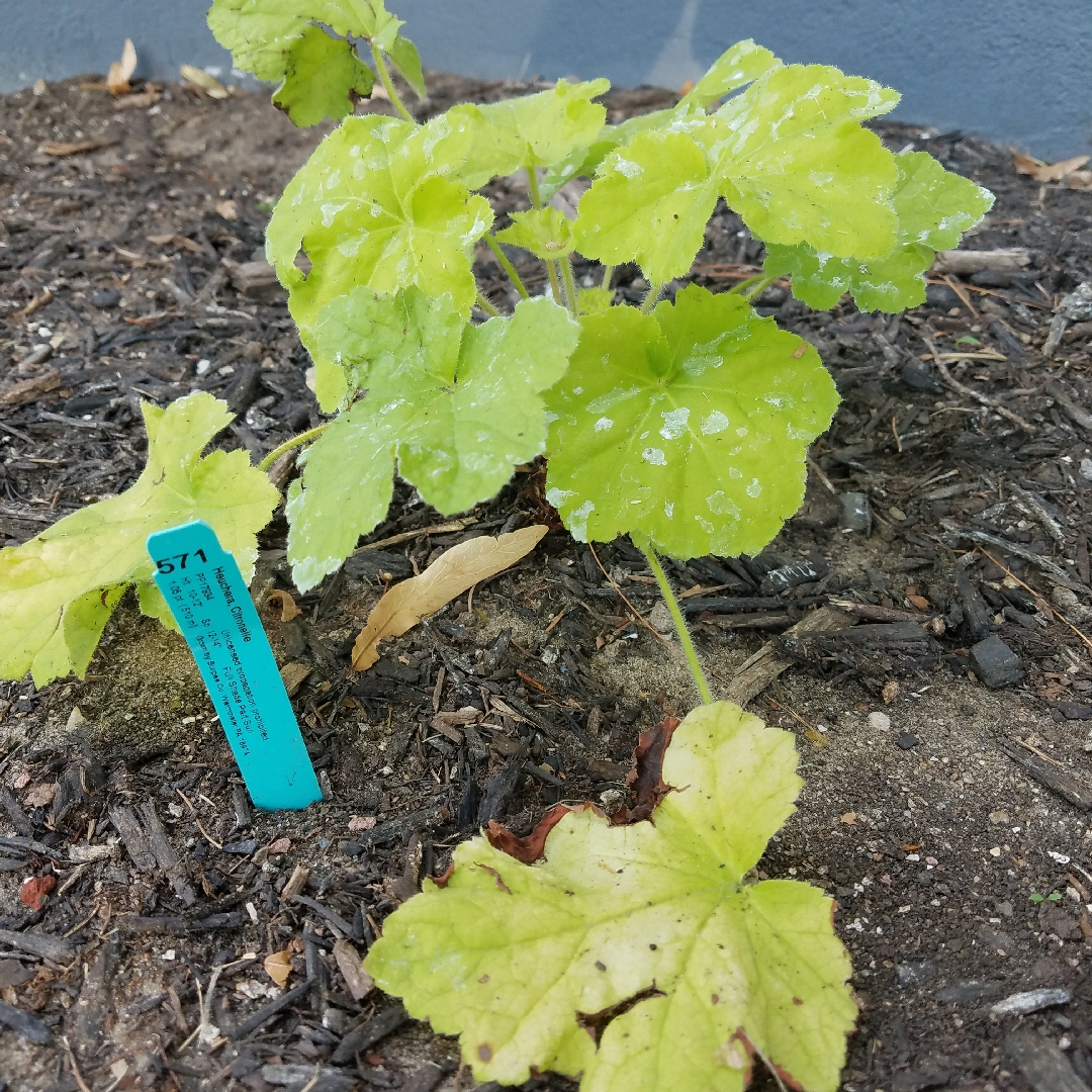 Alumroot Citronelle in the GardenTags plant encyclopedia