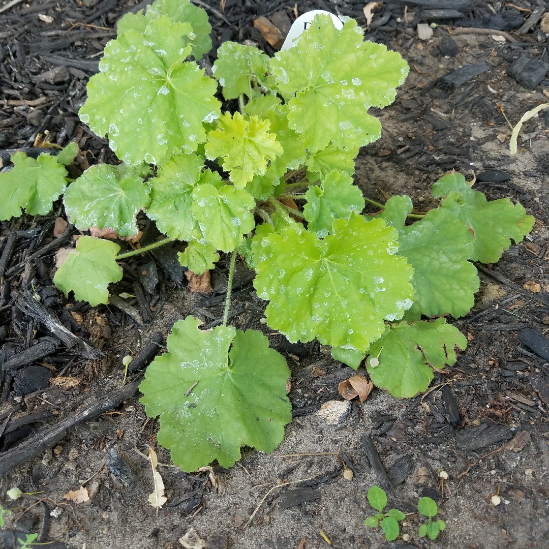 Alumroot Pretty Pistachio in the GardenTags plant encyclopedia