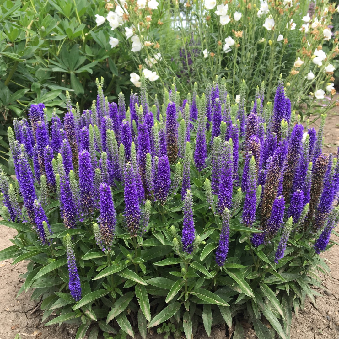 Speedwell Blue Bomb in the GardenTags plant encyclopedia