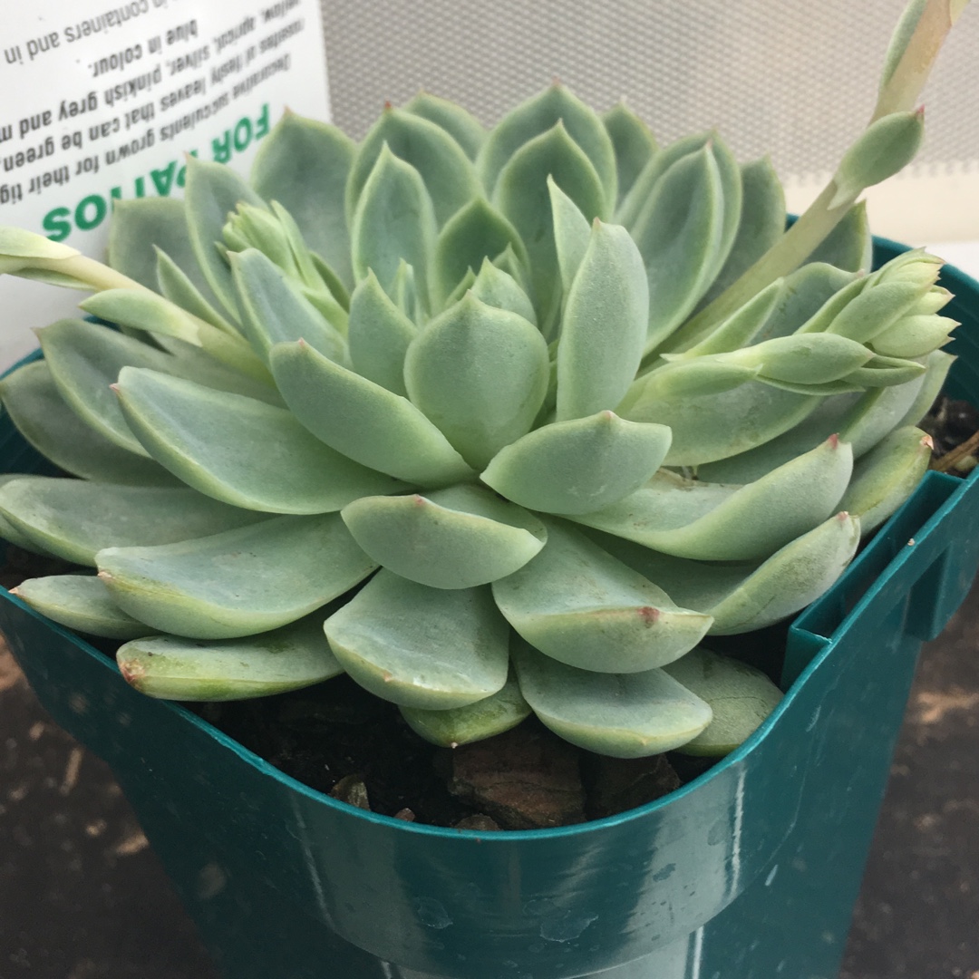 Echeveria Glow Sport in the GardenTags plant encyclopedia