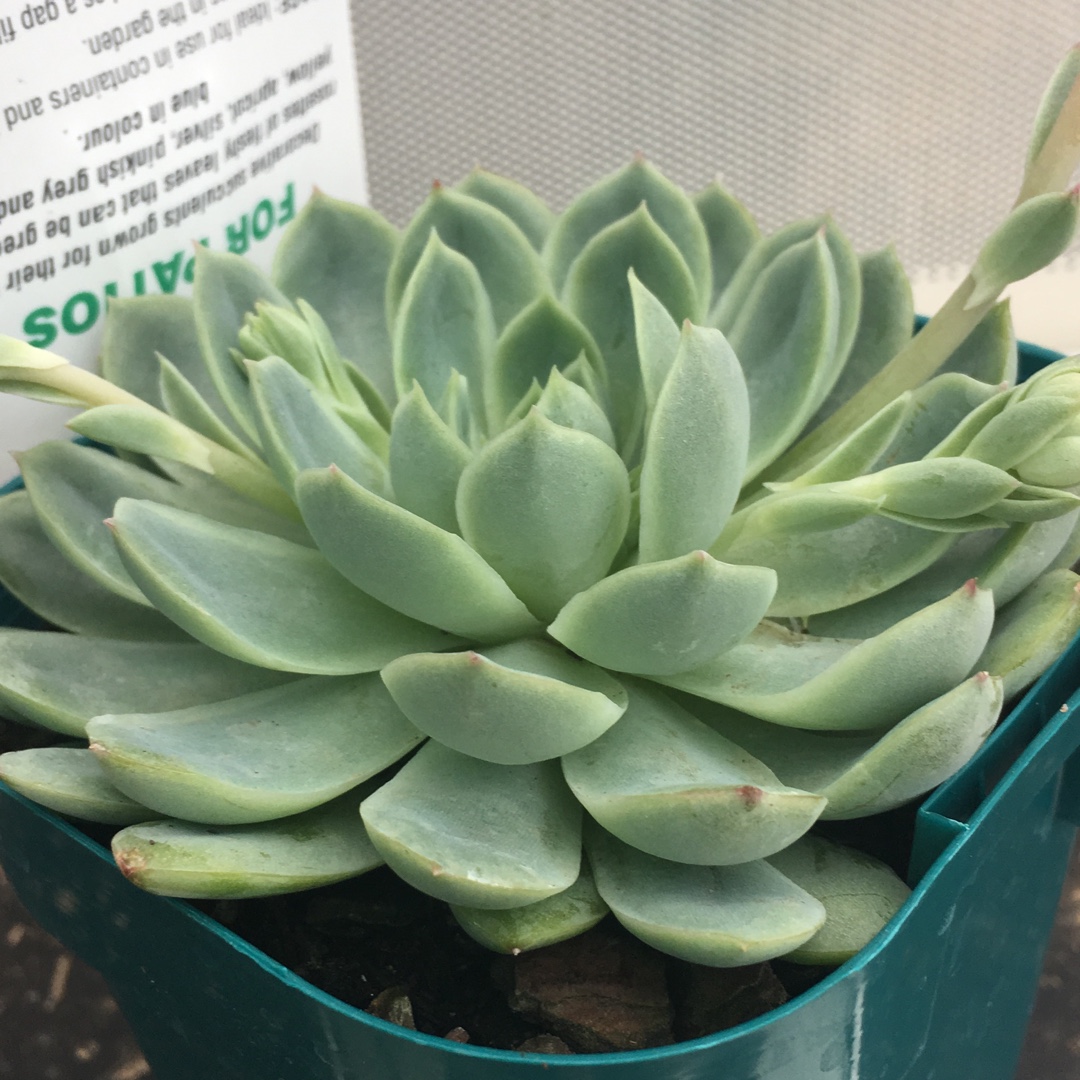 Echeveria Acacia Ponds in the GardenTags plant encyclopedia