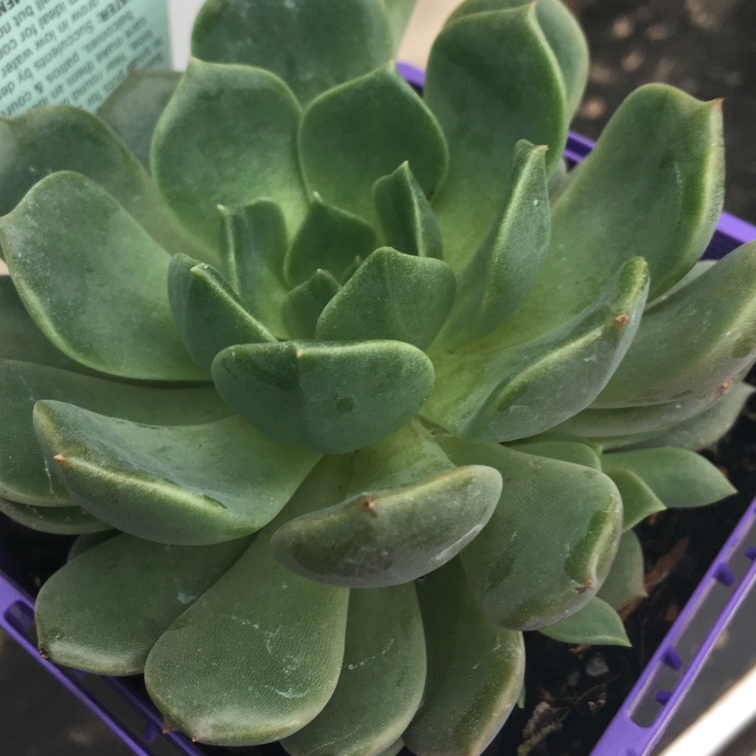 Echeveria Sovereign Sands in the GardenTags plant encyclopedia