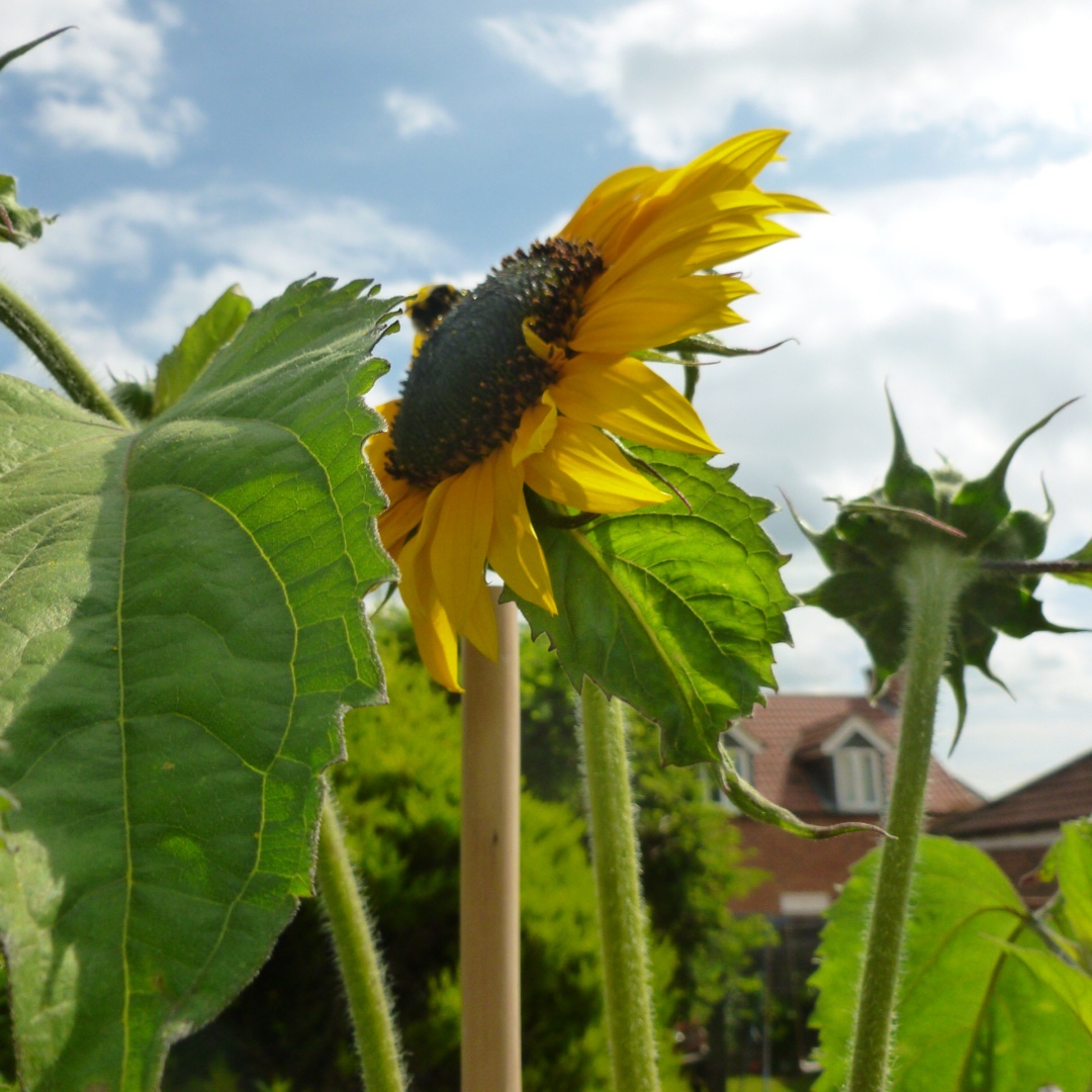 Sunflower Sunburst in the GardenTags plant encyclopedia