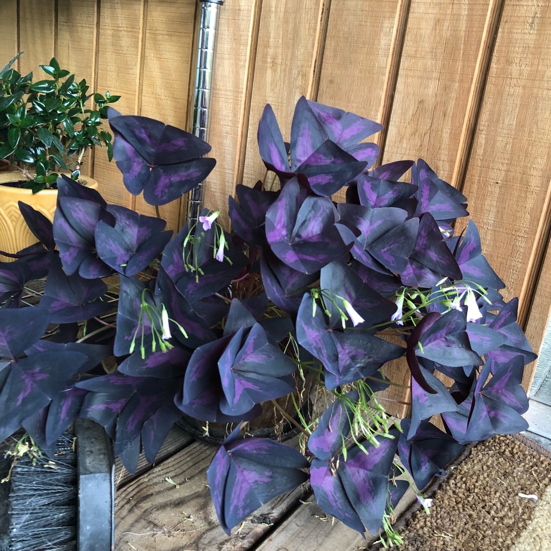 Burgundy Shamrock in the GardenTags plant encyclopedia