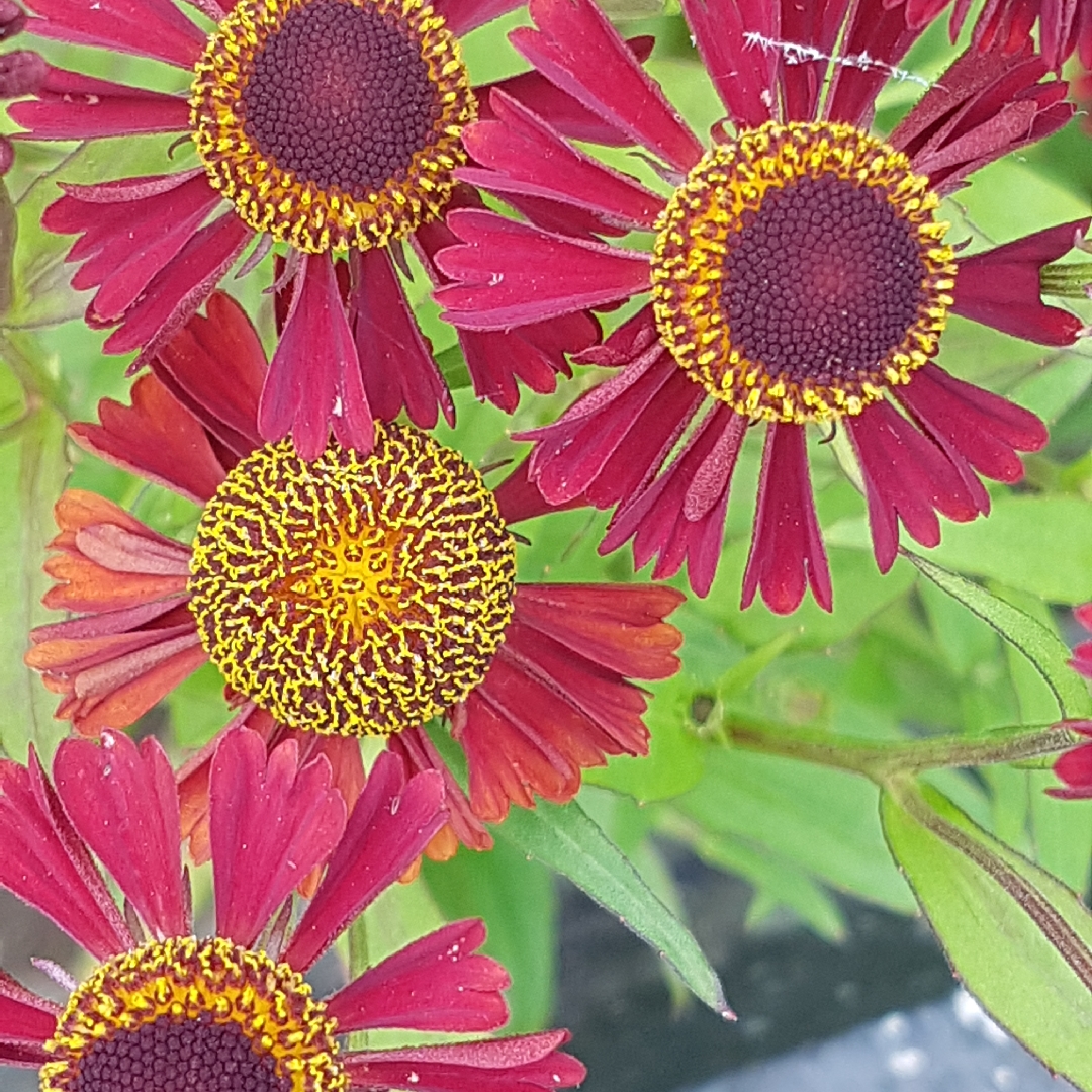 Sneezeweed Indian Summer in the GardenTags plant encyclopedia