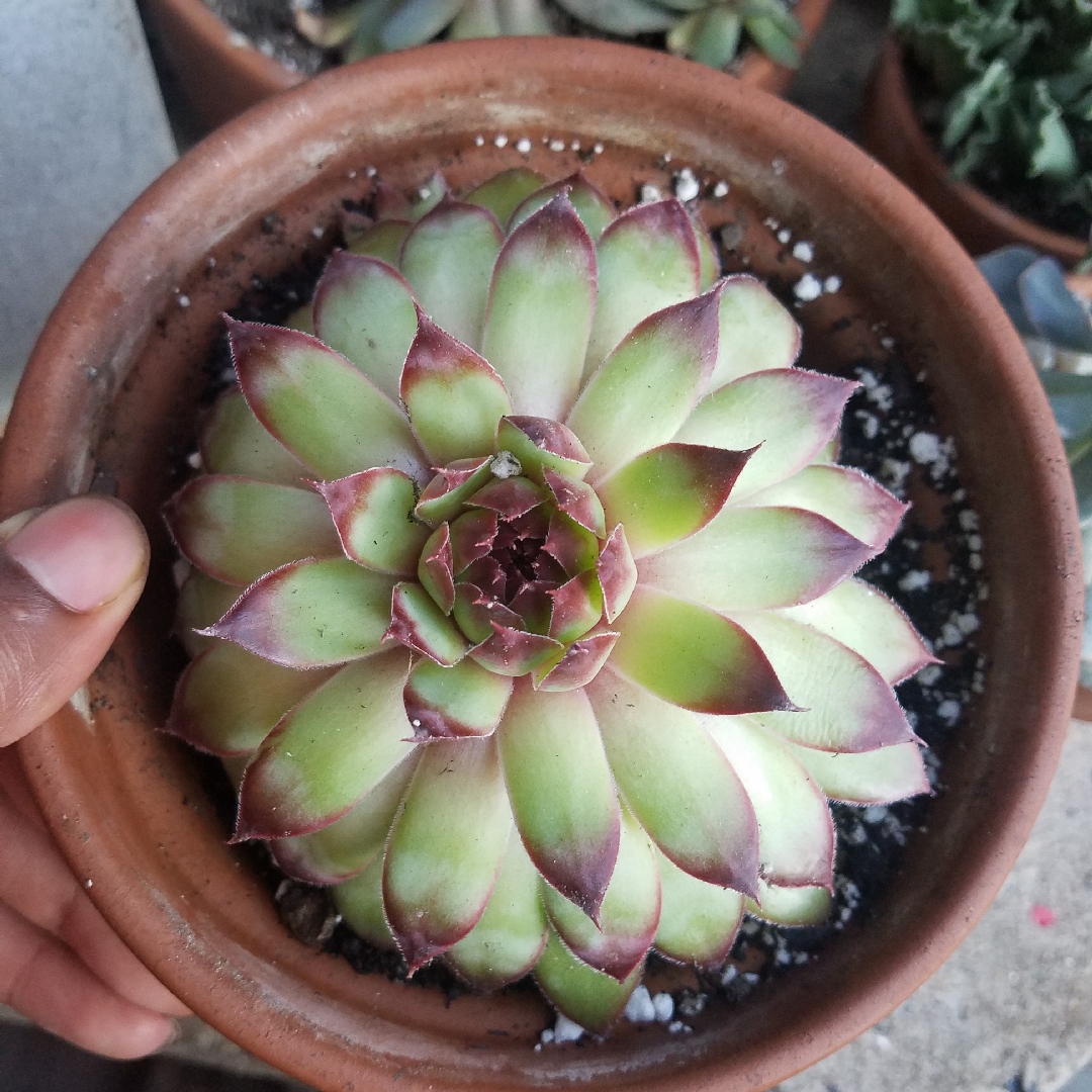 Sempervivum Flaming Heart in the GardenTags plant encyclopedia