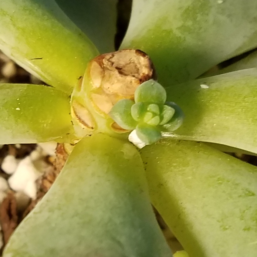 Echeveria Chris in the GardenTags plant encyclopedia