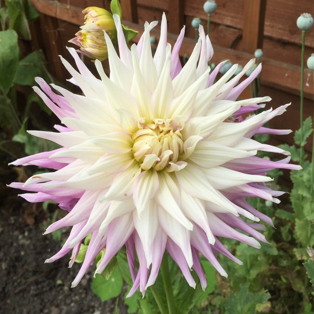 Dahlia Mingus Gregory in the GardenTags plant encyclopedia