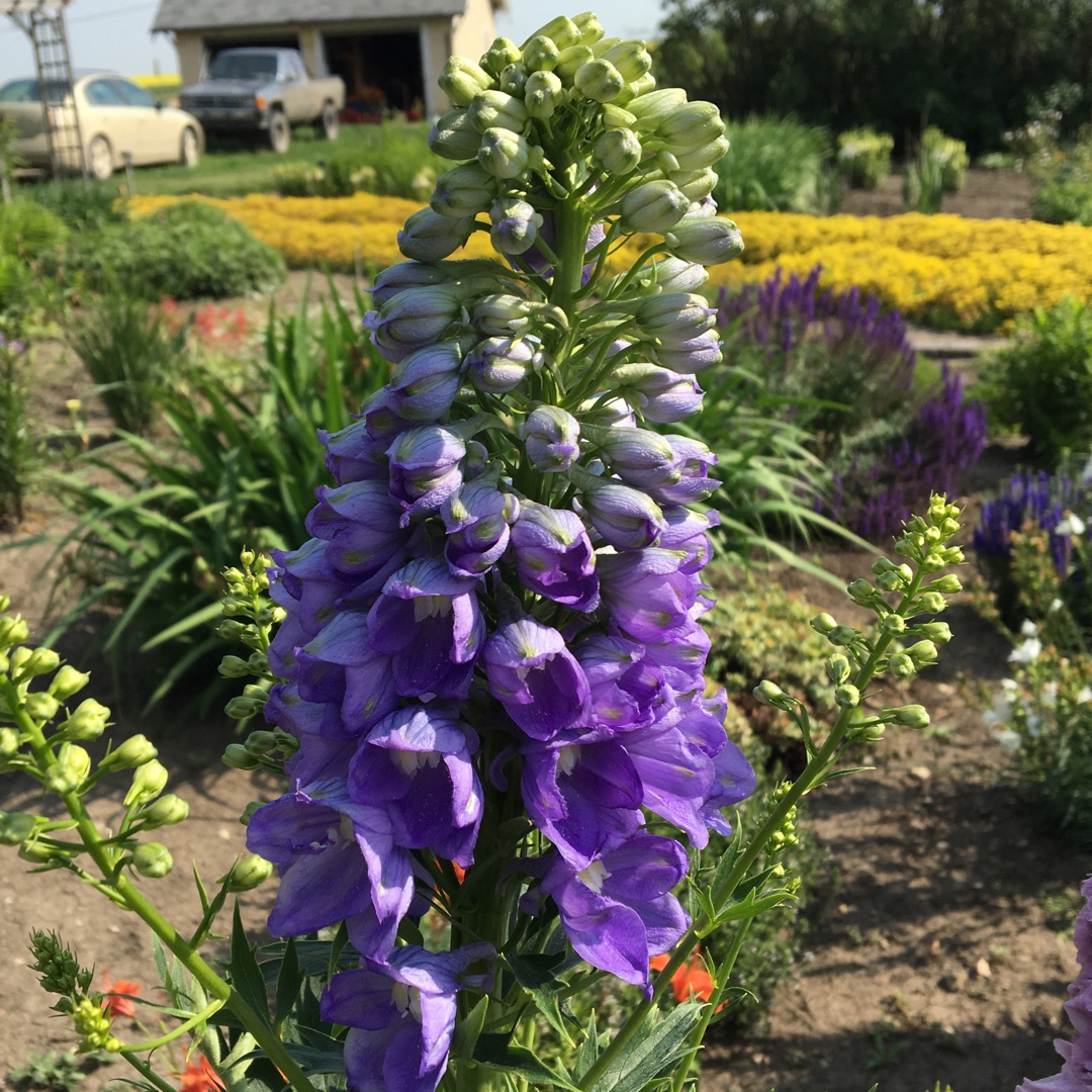 Larkspur Magic Fountain Blue in the GardenTags plant encyclopedia