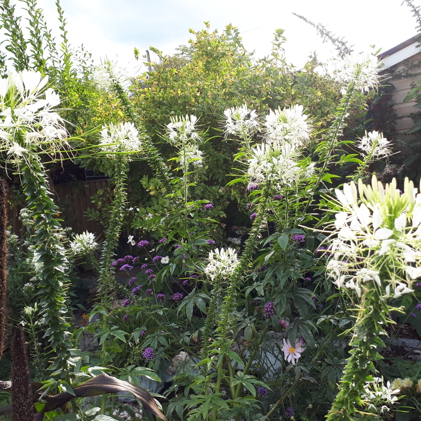 Cleome Helen Campbell in the GardenTags plant encyclopedia