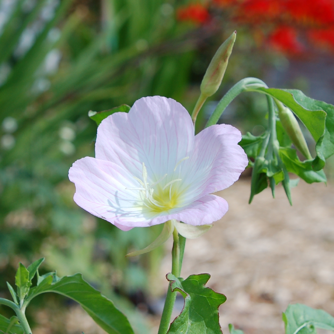 Evening Primrose Twilight in the GardenTags plant encyclopedia