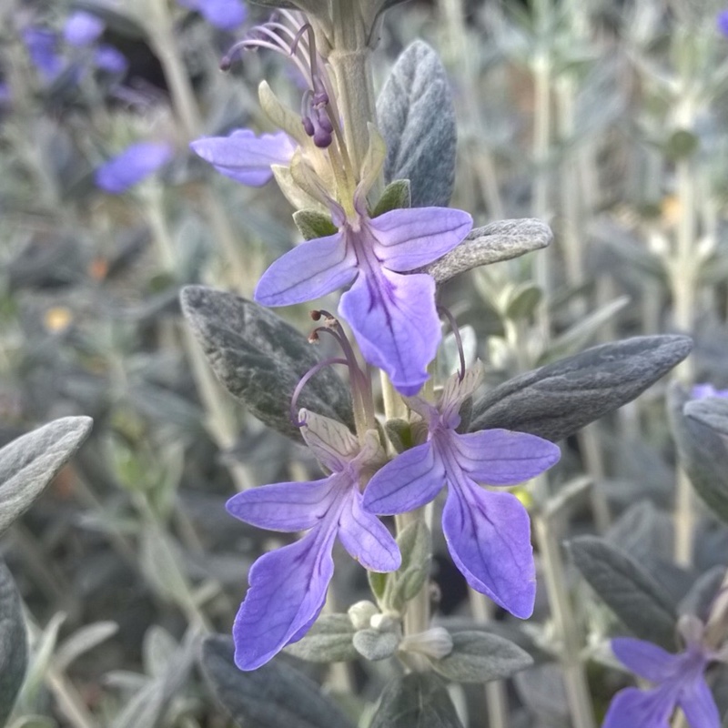 Shrubby Germander Compactum in the GardenTags plant encyclopedia