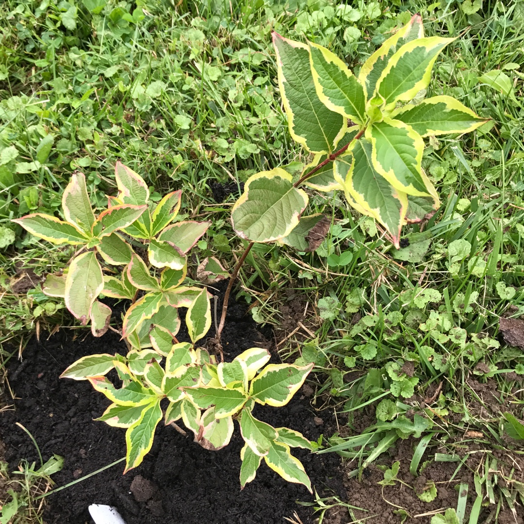 Weigela Pink Splash in the GardenTags plant encyclopedia