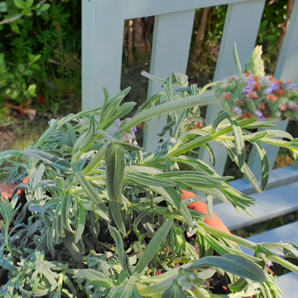 Lavender Snowman in the GardenTags plant encyclopedia