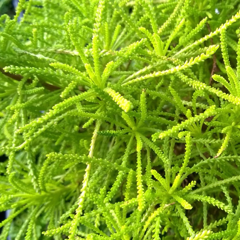 Cotton Lavender Lemon Fizz in the GardenTags plant encyclopedia