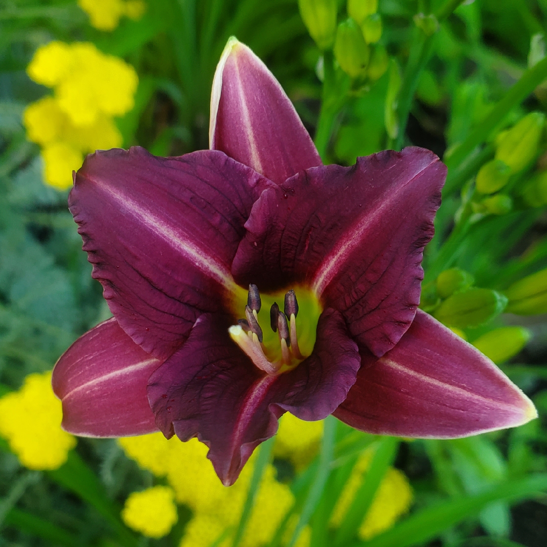 Daylily Mary Reed in the GardenTags plant encyclopedia