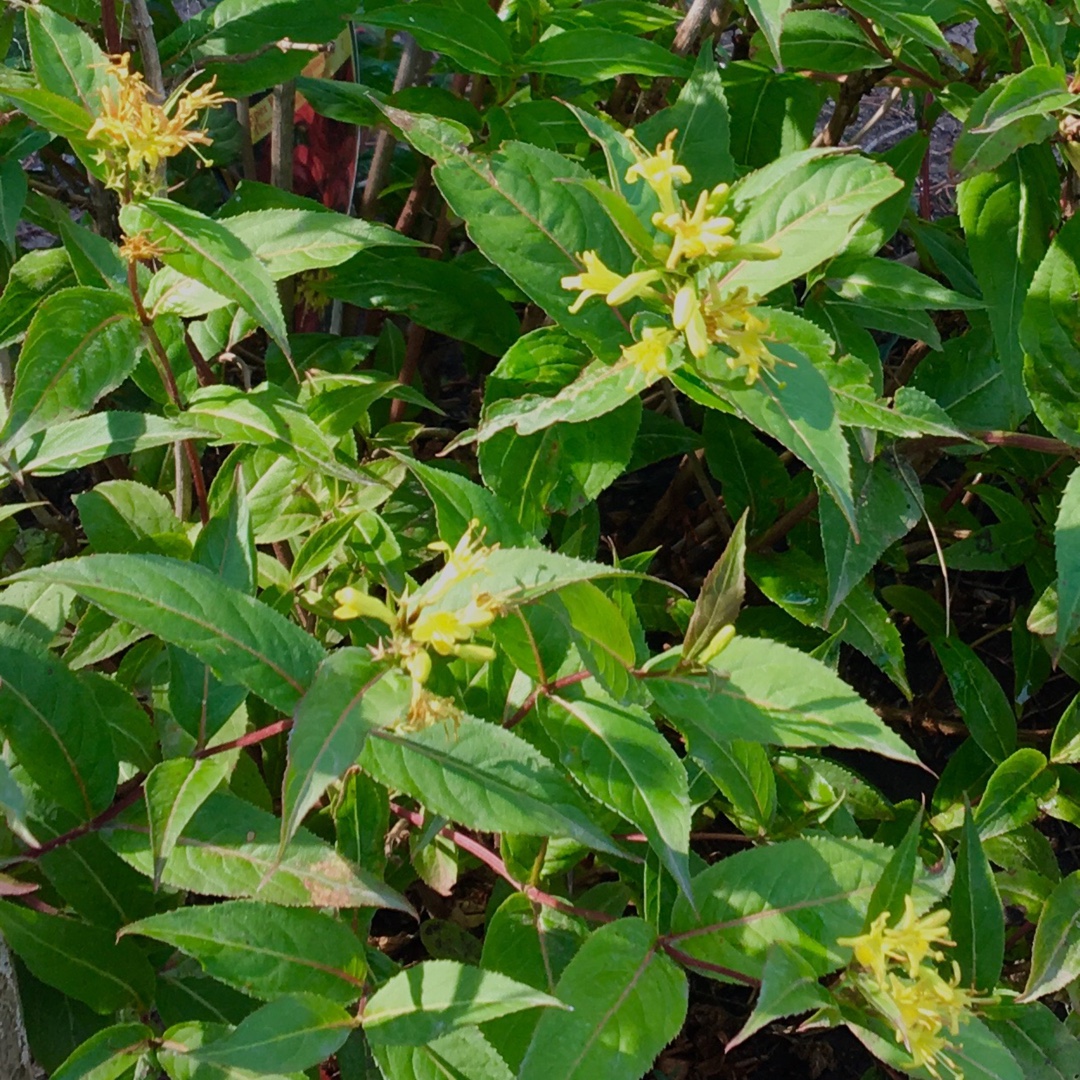 Copper Bush Honeysuckle in the GardenTags plant encyclopedia