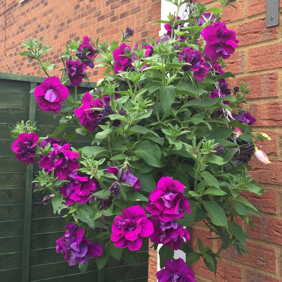 Petunia Purple Passion in the GardenTags plant encyclopedia