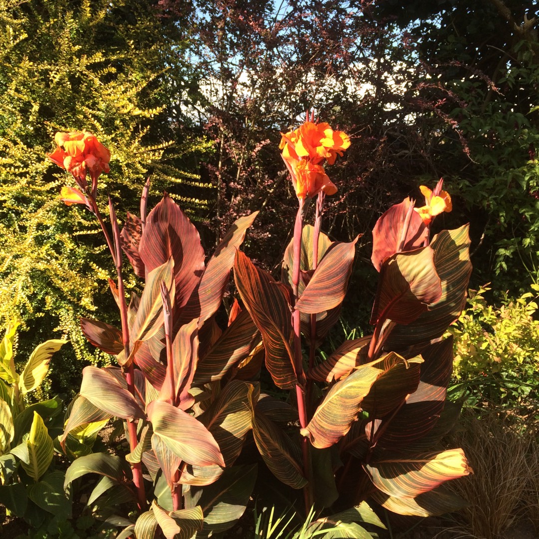 Canna Happy Cleo in the GardenTags plant encyclopedia