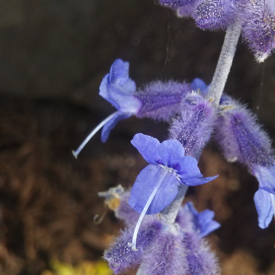 Russian Sage Filigran in the GardenTags plant encyclopedia