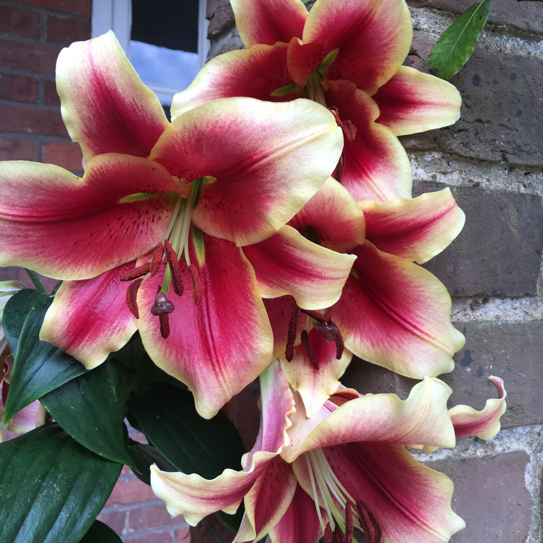 Lily Starburst (Tango) (Asiatic) in the GardenTags plant encyclopedia