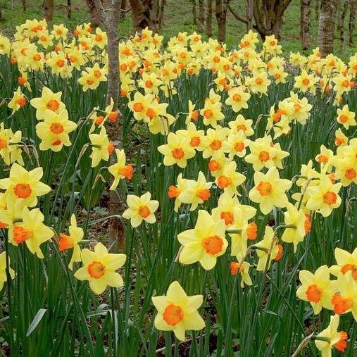 Daffodil Red Devon (Large-cupped) in the GardenTags plant encyclopedia