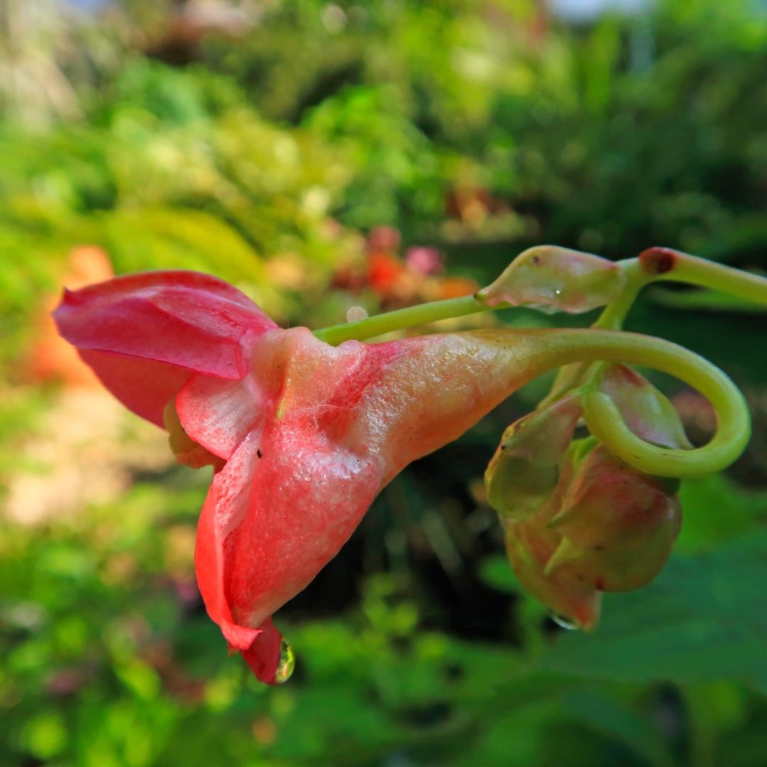 Ethiopian Impatiens in the GardenTags plant encyclopedia