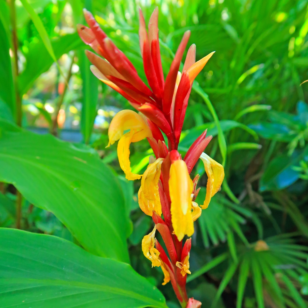 Himalayan Ginger in the GardenTags plant encyclopedia