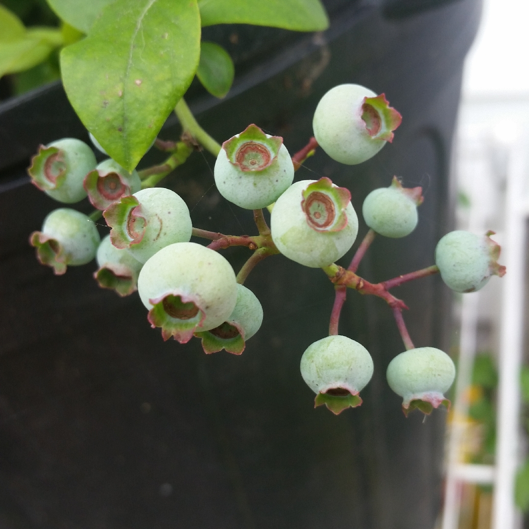 Blueberry Elliott in the GardenTags plant encyclopedia