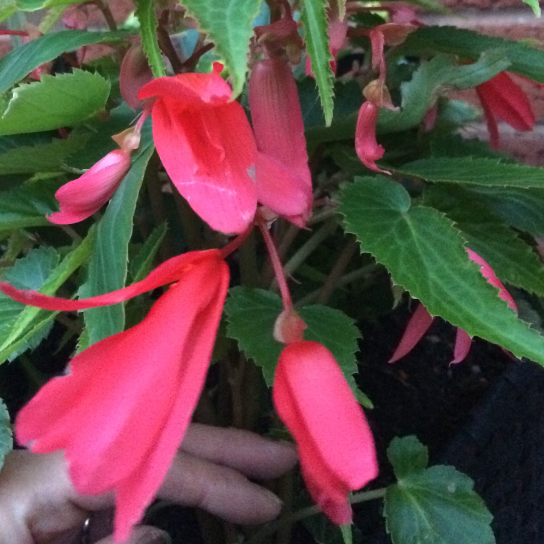 Begonia Starshine Rose in the GardenTags plant encyclopedia