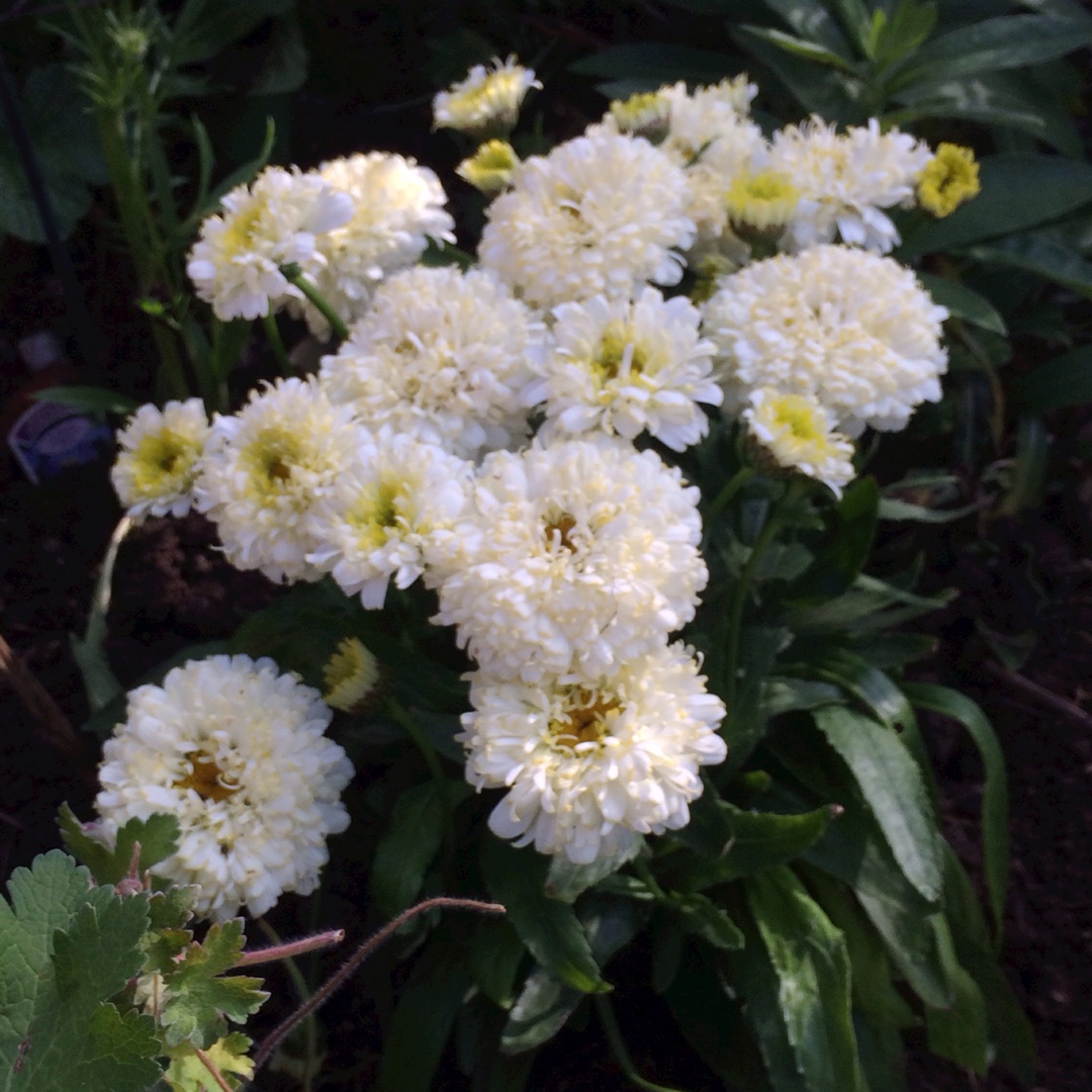 Shasta Daisy Luna in the GardenTags plant encyclopedia